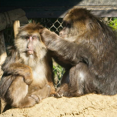 チベットモンキー