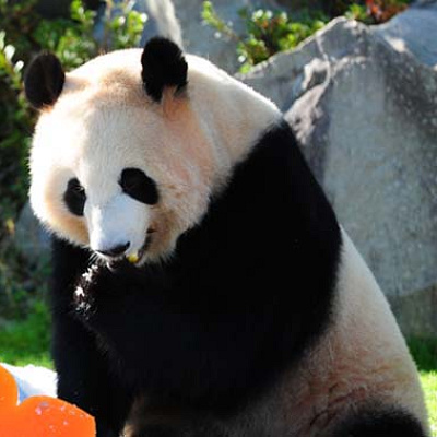 桃浜（とうひん）