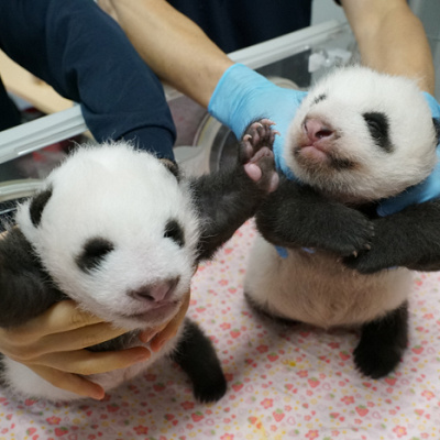 双子のパンダ