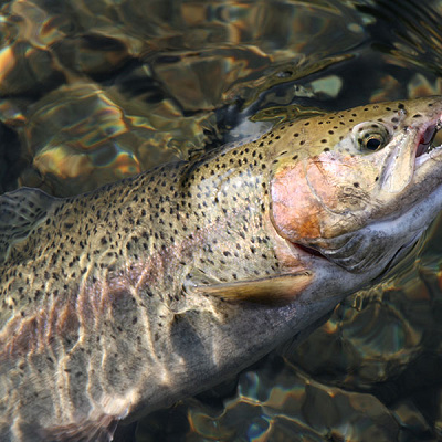 釣れる魚の種類