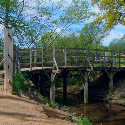 映像インスタレーション「アッシュダウンの森のきろく」