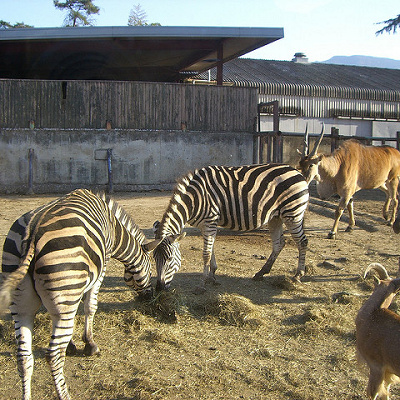 本物の動物を集める予定だった？