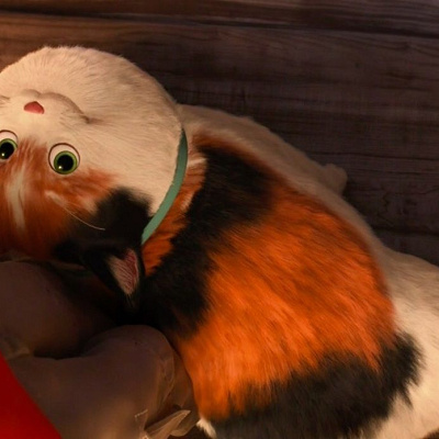 ヒロの家で飼われている猫の名前は何？