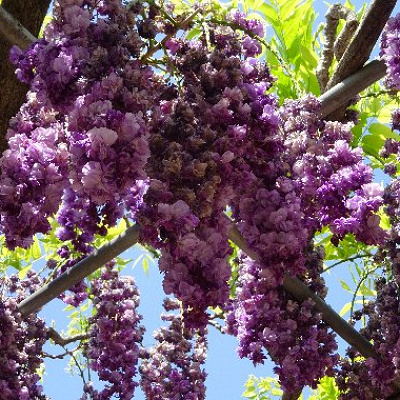 あしかがフラワーパークにある藤棚