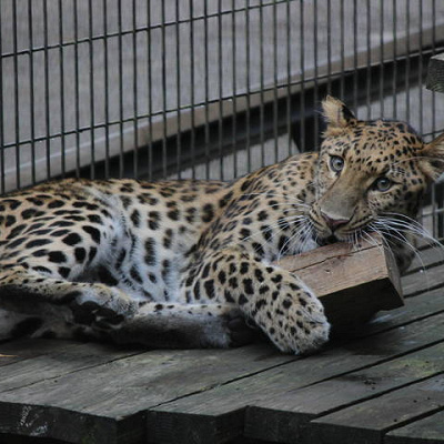 よこはま動物園ズーラシアの料金＆割引