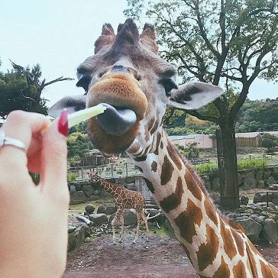 動物とも触れ合える