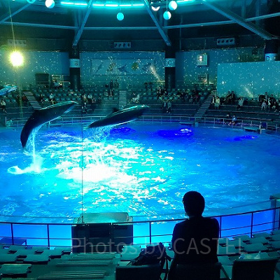 アクアパークではイルカショーも行われます。スケジュールを要チェック！