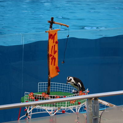イルカたちのプレゼンター役を務めるペンギン