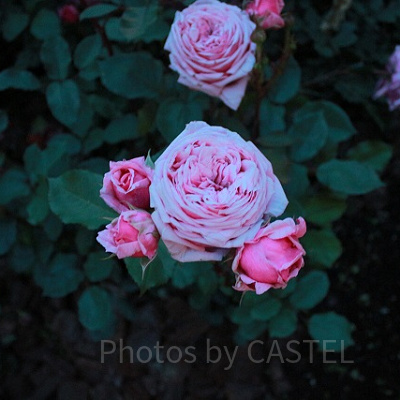 ミニーの家で撮影したバラ。