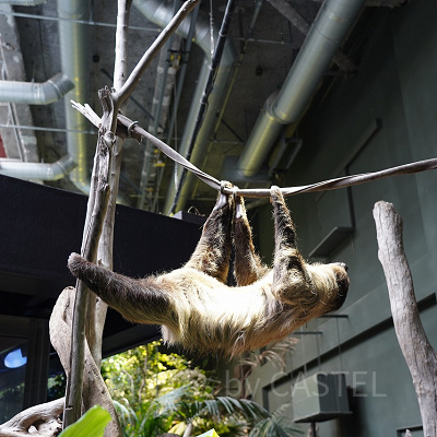 ロープを伝って移動するナマケモノ