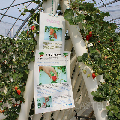 栽培されている品種は「やよい姫」他計5種類。摘み方のコツも教えてくれる