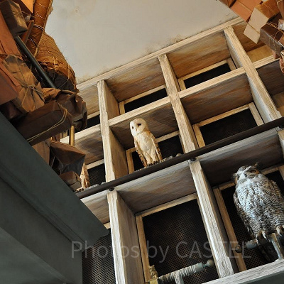 『ハリー・ポッター』に登場するフクロウについて