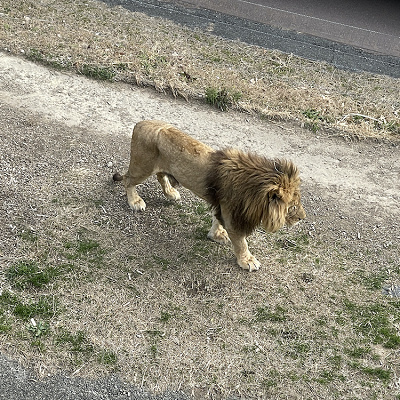 アドベンチャーワールドの前売り券:注意点