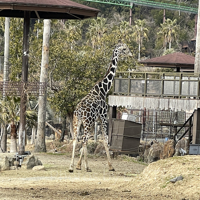 アドベンチャーワールドの前売り券:購入場所