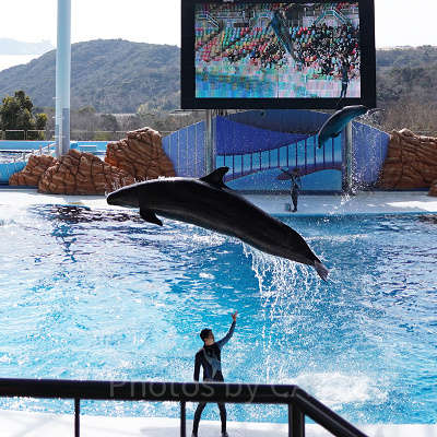 アドベンチャーワールドのイルカショー