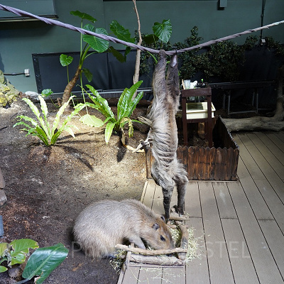 食事中のカピバラをのぞき込むフタユビナマケモノの「アコ」