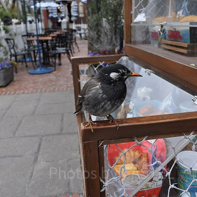 アミティエリア／USJ