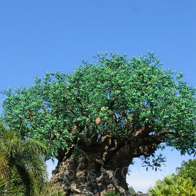 アニマルキングダム