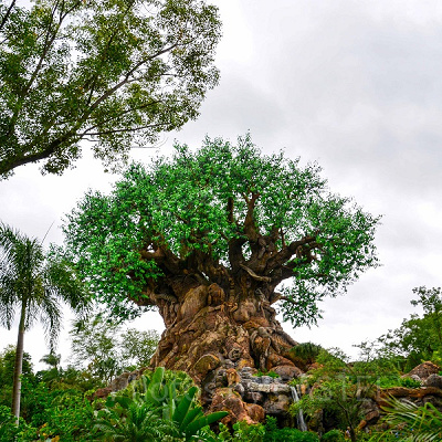 アニマルキングダム ツリー・オブ・ライフ