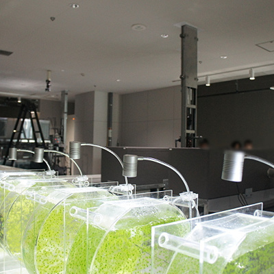 AOAO SAPPOROのラボの様子(手前はスジアオノリ)