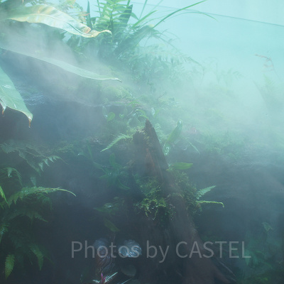 AOAO SAPPOROのネイチャーアクアリウム(「悠久の森」)