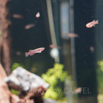 アフィオセミオン・ガードネリー