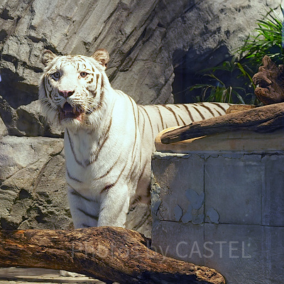 凛々しくたたずむアクアくん