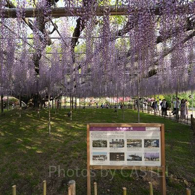 あしかがフラワーパーク