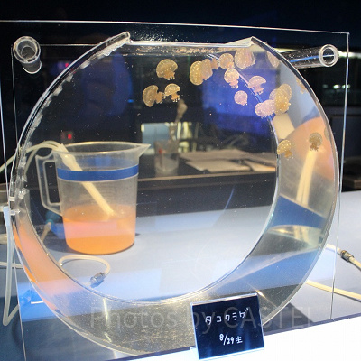 水族館生まれのクラゲの赤ちゃん