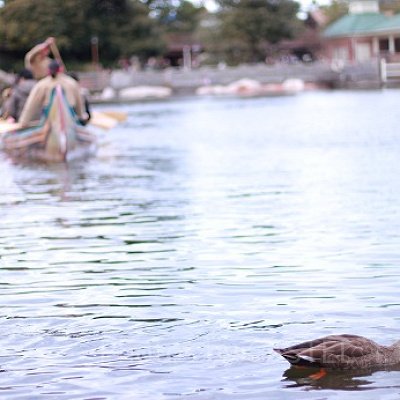 ビーバーブラザーズのカヌー探検の様子。カモを間近で見ることができるのも魅力のひとつかも？