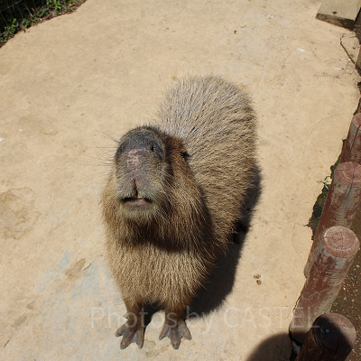 カピバラ