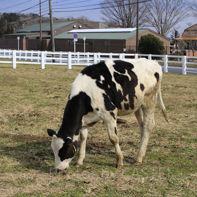 うしの牧場の牛