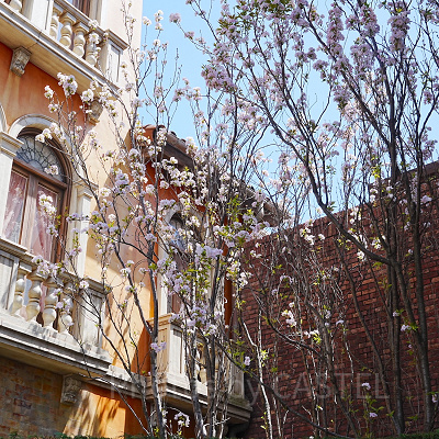 リストランテ・ディ・カナレット入口の桜