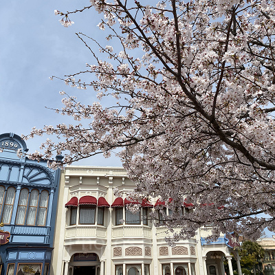 ディズニーに咲いている桜♪