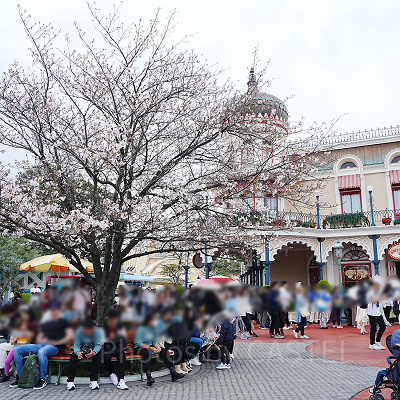 スウィートハート・カフェ前の桜