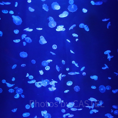 美ら海水族館の割引