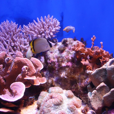 美ら海水族館のチケット料金