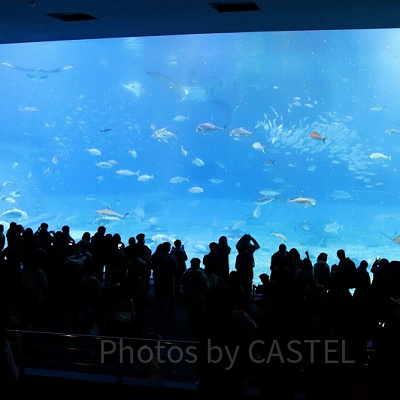 多くの人が集まる美ら海水族館