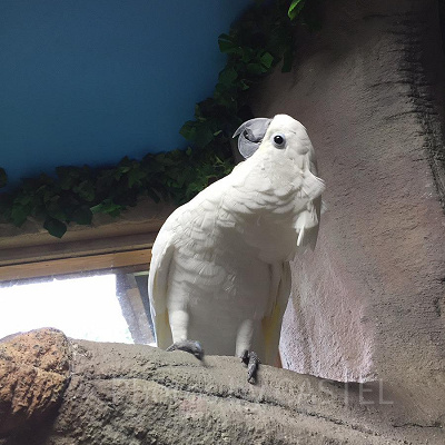 室内で自由に過ごす鳥を間近で見学／那須どうぶつ王国