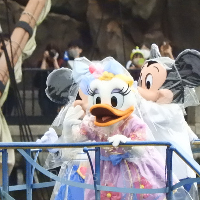 雨の日仕様のデイジー