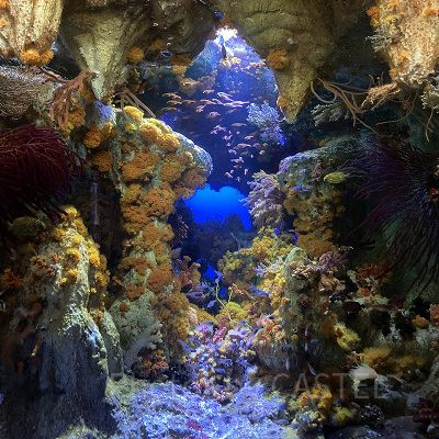 奥行きのある水槽「洞窟に咲く花」