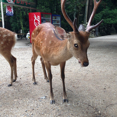 奈良公園の鹿