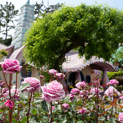 5月のディズニーランド