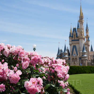 春先は華やかなディズニーランド