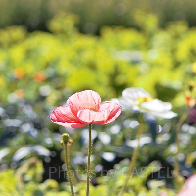 ディズニーランドローズの花言葉