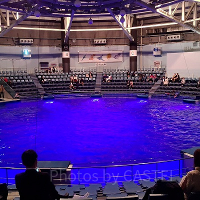 イルカショーを行う「ザ・スタジアム」