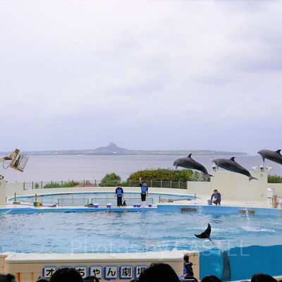 イルカショー／美ら海水族館