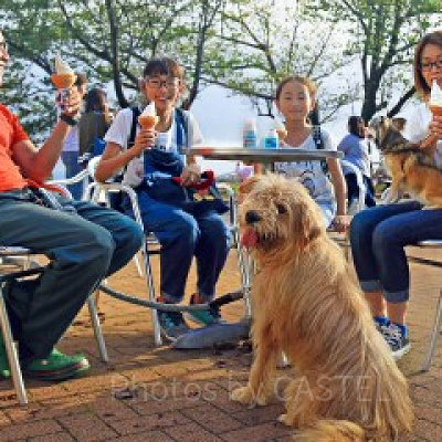 犬連れでマザー牧場を楽しもう