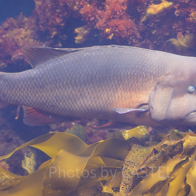 新江ノ島水族館（えのすい）：営業時間