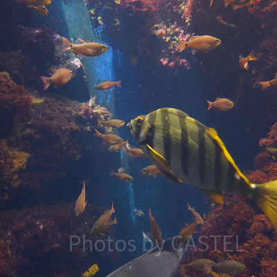 新江ノ島水族館（えのすい）：混雑時期